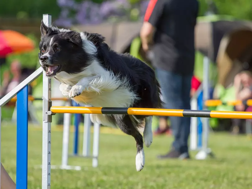 Hundesportverein Ohrdruf e.V. in Ohrdruf