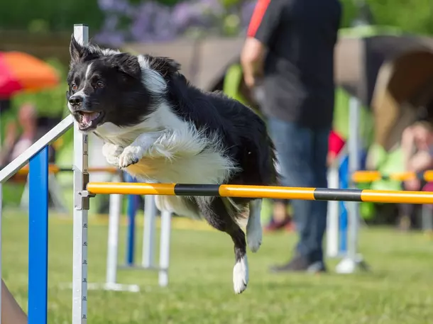 Ortsgruppe Hundeclub Lohsa e.V. im Verein für Deutsche Schäferhunde (SV) e.V.